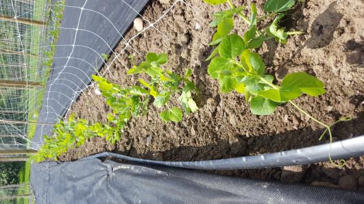 Click for 11 image(s) for this accession.