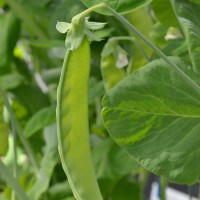 Click for 12 image(s) for this accession. Image