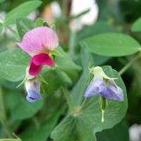 Click for 9 image(s) for this accession. Image