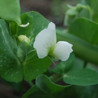 Click for 11 image(s) for this accession. Image