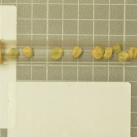 Click for 13 image(s) for this accession. Image