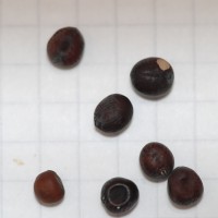 Click for 2 image(s) for this accession. Image