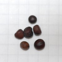 Click for 2 image(s) for this accession. Image