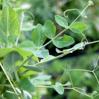 Click for 12 image(s) for this accession. Image