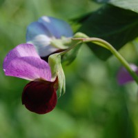 Click for 11 image(s) for this accession. Image