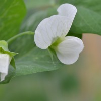 Click for 2 image(s) for this accession. Image