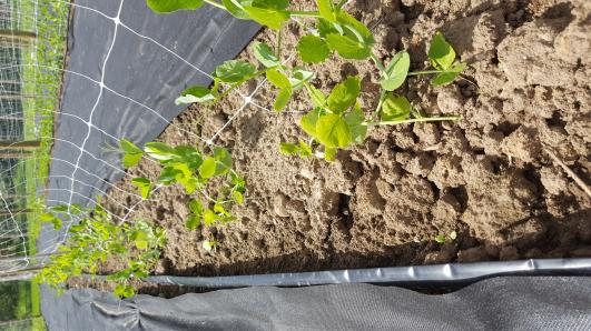 Click for 13 image(s) for this accession.