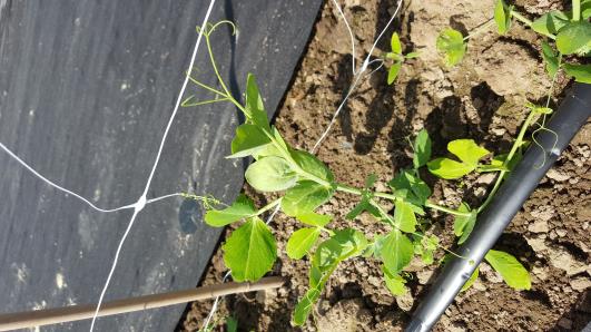 Click for 10 image(s) for this accession.