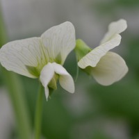 Click for 1 image(s) for this accession. Image