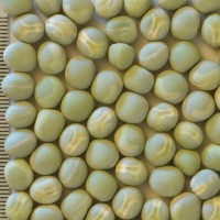 Click for 2 image(s) for this accession. Image