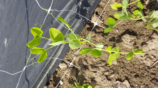 Click for 12 image(s) for this accession.