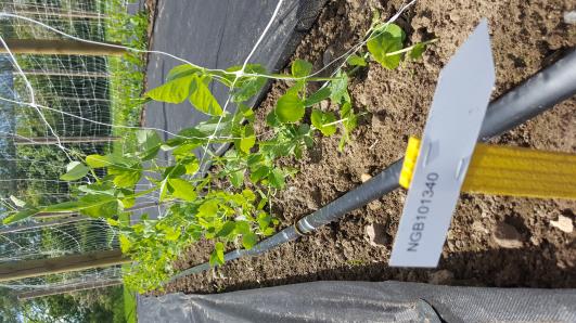 Click for 9 image(s) for this accession.