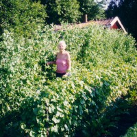 Click for 9 image(s) for this accession. Image