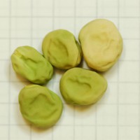 Click for 9 image(s) for this accession. Image