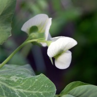 Click for 5 image(s) for this accession. Image