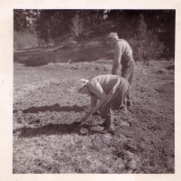 Click for 11 image(s) for this accession. Image