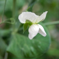 Click for 8 image(s) for this accession. Image