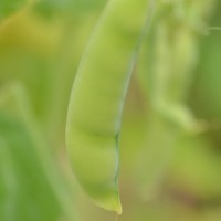 Click for 14 image(s) for this accession. Image