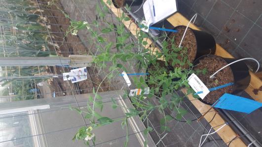 Click for 11 image(s) for this accession.