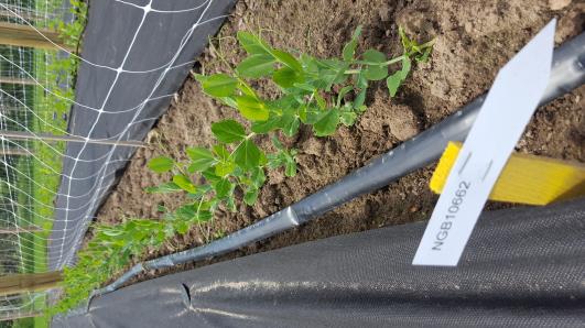 Click for 14 image(s) for this accession.