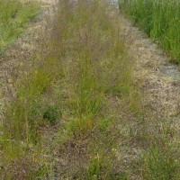 Click for 2 image(s) for this accession. Image