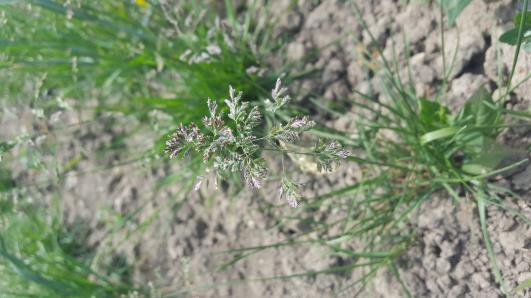 Click for 1 image(s) for this accession.