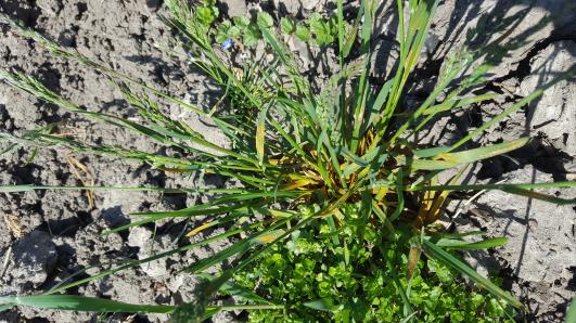 Click for 4 image(s) for this accession.