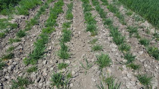 Click for 4 image(s) for this accession.