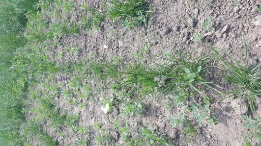 Click for 2 image(s) for this accession.