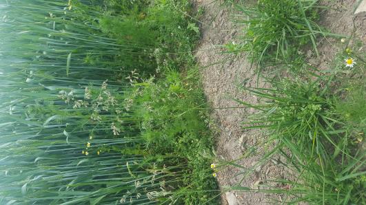 Click for 1 image(s) for this accession.