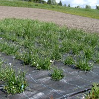 Click for 2 image(s) for this accession. Image