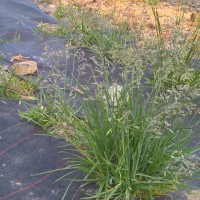 Click for 5 image(s) for this accession. Image