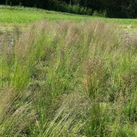 Click for 2 image(s) for this accession. Image