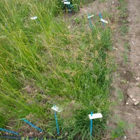 Click for 2 image(s) for this accession. Image