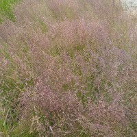 Click for 2 image(s) for this accession. Image