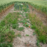 Click for 1 image(s) for this accession. Image