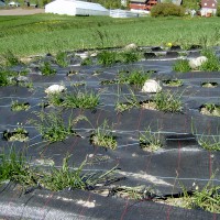 Click for 3 image(s) for this accession. Image