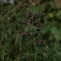 Click for 1 image(s) for this accession. Image