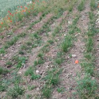 Click for 2 image(s) for this accession. Image