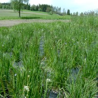 Click for 2 image(s) for this accession. Image