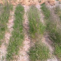 Click for 3 image(s) for this accession. Image