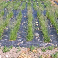 Click for 2 image(s) for this accession. Image