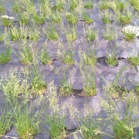 Click for 3 image(s) for this accession. Image