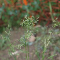 Click for 7 image(s) for this accession. Image