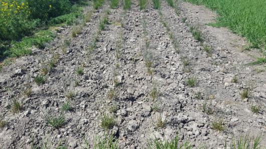 Click for 3 image(s) for this accession.