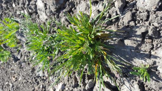 Click for 4 image(s) for this accession.