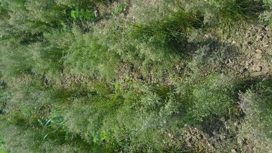 Click for 3 image(s) for this accession.