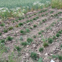 Click for 2 image(s) for this accession. Image