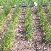 Click for 2 image(s) for this accession. Image