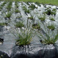 Click for 5 image(s) for this accession. Image